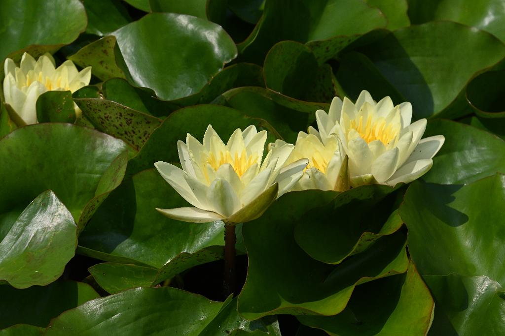 2025-08039849 Tower Hill Botanic Garden, MA.JPG - Water Lily. New England Botanic Garden at Tower Hill, MA, 8-3-2025